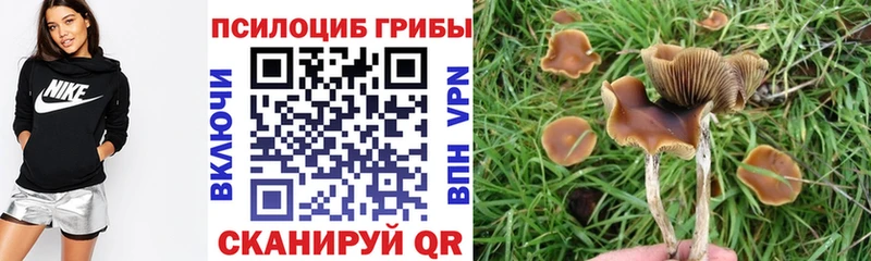 Купить закладки  Киров  Псилоцибиновые грибы Psilocybe 